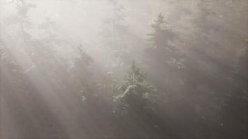 raggi solari aerei nella foresta con nebbia video