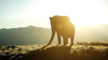 elefante africano velho andando na savana contra o pôr do sol