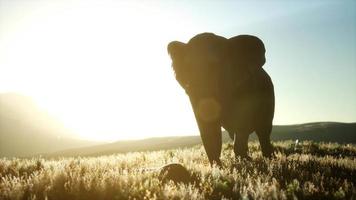 viejo elefante africano caminando en la sabana contra la puesta de sol video