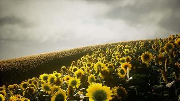 hermosos girasoles y nubes en una puesta de sol de Texas video