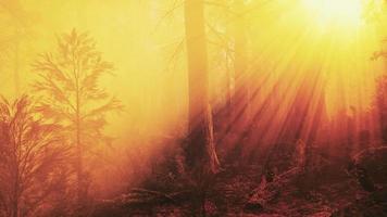 marvelous scenery of the coniferous forest at the end of autumn video