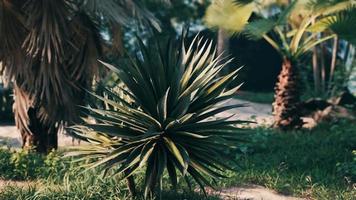 tropische palmen en planten op zonnige dag video