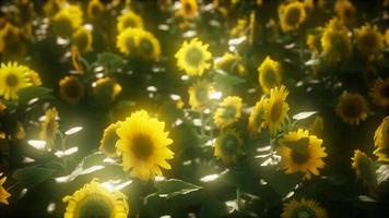 8k Sunflowers blooming in Late Summer video