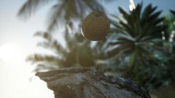 extreme slow motion falling coconut in jungle video