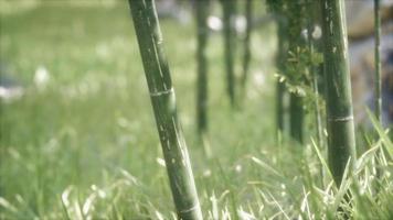 fondo de bosque de árboles de bambú verde video