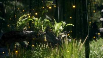 horizontally bending tree trunk with ferns growing, and sunlight shining video