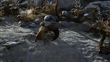 Skull of a dead ram in the desert video