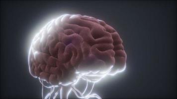 modelo animado del cerebro humano video