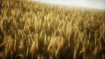 8K Ripe yellow rye field under beautiful summer sunset sky video