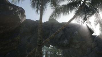 gros palmiers dans une grotte en pierre avec des rayons de soleil