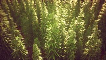 Feld des grünen medialen Cannabis video