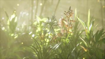 mist over de rivier in de vroege ochtend op een zomerdag video