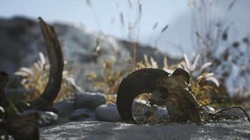 Skull of a dead ram in the desert video