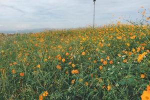 Beautiful yellow cosmos flowers blooming in garden photo