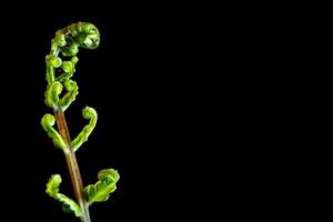 Bud leaf of Fern on black background photo