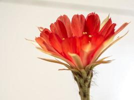 Pétalo delicado de color rojo con mullido peludo de flor de cactus echinopsis foto