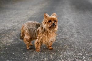 Funny thoroughbred beautiful yorkshire terrier of brown color for walk on leash photo