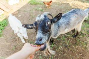 Cute goat relaxing in ranch farm in summer day eating with hand. Domestic goats grazing in pasture and chewing, countryside background. Goat in natural eco farm growing to give milk and cheese. photo