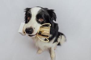 Cute puppy dog border collie holding gold champion trophy cup in mouth isolated on white background. Winner champion funny dog. Victory first place of competition. Winning or success concept. photo