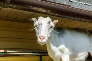 Cute free range goatling on organic natural eco animal farm freely grazing in yard on ranch background. Domestic goat graze in pasture. Modern animal livestock, ecological farming. Animal rights. photo