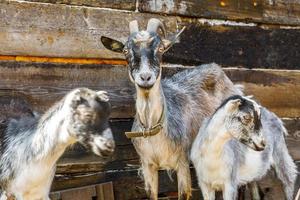 Modern animal livestock. Cute goat relaxing in yard on farm in summer day. Domestic goats grazing in pasture and chewing, countryside background. Goat in natural eco farm growing to give milk cheese photo