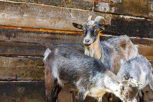 Modern animal livestock. Cute goat relaxing in yard on farm in summer day. Domestic goats grazing in pasture and chewing, countryside background. Goat in natural eco farm growing to give milk cheese photo