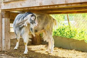 Modern animal livestock. Cute funny goat relaxing in yard on farm in summer day. Domestic goat grazing in pasture on ranch background. Goat in natural eco farm. Ecological farming. photo