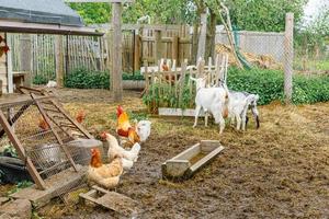 Goat and free range chicken on organic animal farm freely grazing in yard on ranch background. Hen chickens domestic goat graze in pasture. Modern animal livestock, ecological farming. Animal rights. photo