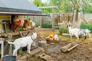 Goat and free range chicken on organic animal farm freely grazing in yard on ranch background. Hen chickens domestic goat graze in pasture. Modern animal livestock, ecological farming. Animal rights. photo
