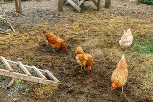 pollo de corral en una granja de animales orgánicos pastando libremente en el patio en el fondo del rancho. los pollos de gallina pastan en una granja ecológica natural. ganadería animal moderna y agricultura ecológica. concepto de derechos de los animales. foto