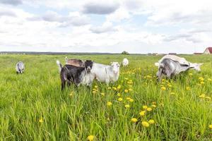 Cute free range goatling on organic natural eco animal farm freely grazing in meadow background. Domestic goat graze chewing in pasture. Modern animal livestock, ecological farming. Animal rights. photo