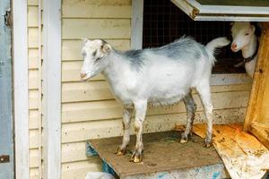 Cute free range goatling on organic natural eco animal farm freely grazing in yard on ranch background. Domestic goat graze in pasture. Modern animal livestock, ecological farming. Animal rights. photo