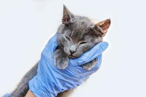 Veterinarian doctor holding and examining little gray kitten isolated on white background. Close up of young cat getting check up by vet doctor hands. Animal care and pet treatment concept.