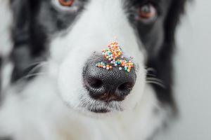 feliz concepto de pascua. preparación para las vacaciones. lindo cachorro border collie con puntos de espolvorear azúcar en la nariz. nariz de dux con decoración para pasteles y panadería, de cerca. tarjeta de felicitación de primavera. foto