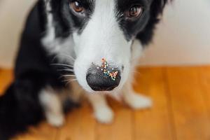 Happy Easter concept. Preparation for holiday. Cute puppy dog border collie with sugar sprinkle dots on nose. Doge nose with decoration for cake and bakery, close up. Spring greeting card. photo