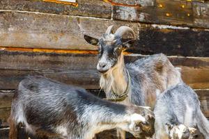 Modern animal livestock. Cute goat relaxing in yard on farm in summer day. Domestic goats grazing in pasture and chewing, countryside background. Goat in natural eco farm growing to give milk cheese photo