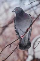 Adult rock dove sitting on a tree branch. photo