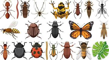 Colección de diferentes insectos aislado sobre fondo blanco. vector