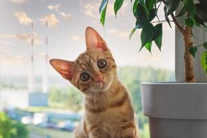 Small funny cute red tabby kitten sits on windowsill photo