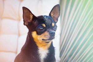 Chihuahua tricolor dog. Animal, pet close-up. The dog is in the chair. photo