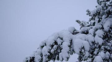 Winter forest, tree branches to go under the weight of snow. photo