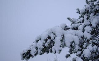 bosque de invierno, ramas de árboles para pasar bajo el peso de la nieve. foto