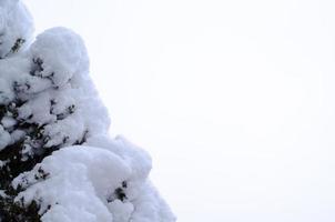 Winter forest, tree branches to go under the weight of snow. photo