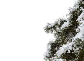 Winter forest, tree branches to go under the weight of snow. photo