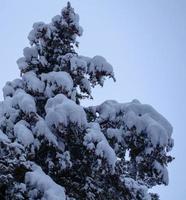 Winter forest, tree branches to go under the weight of snow. photo