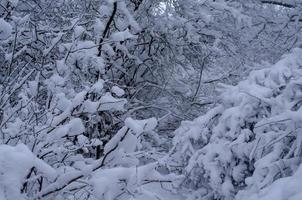 bosque de invierno, ramas de árboles para pasar bajo el peso de la nieve. foto