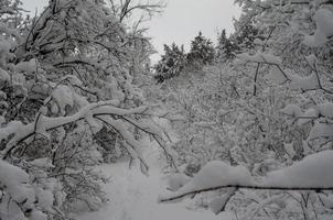 bosque de invierno, ramas de árboles para pasar bajo el peso de la nieve. foto