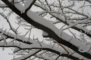 bosque de invierno, ramas de árboles para pasar bajo el peso de la nieve. foto