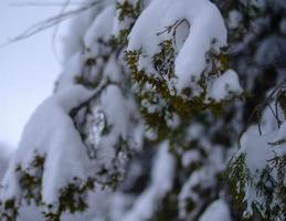 Winter forest, tree branches to go under the weight of snow. photo