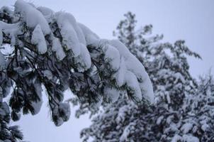 bosque de invierno, ramas de árboles para pasar bajo el peso de la nieve. foto